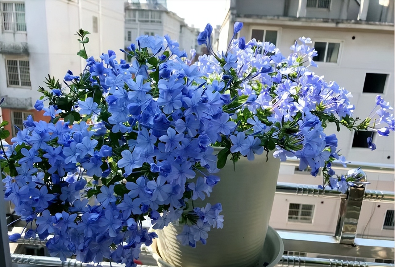 5种花浇不死浇水越多长得越旺,十种不能乱浇水的花