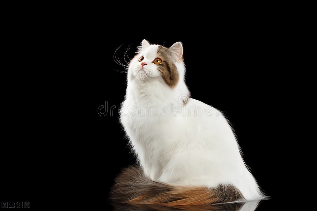 猫咪怀孕应该准备和注意什么图文,猫妈妈生猫宝宝后要注意什么嘛