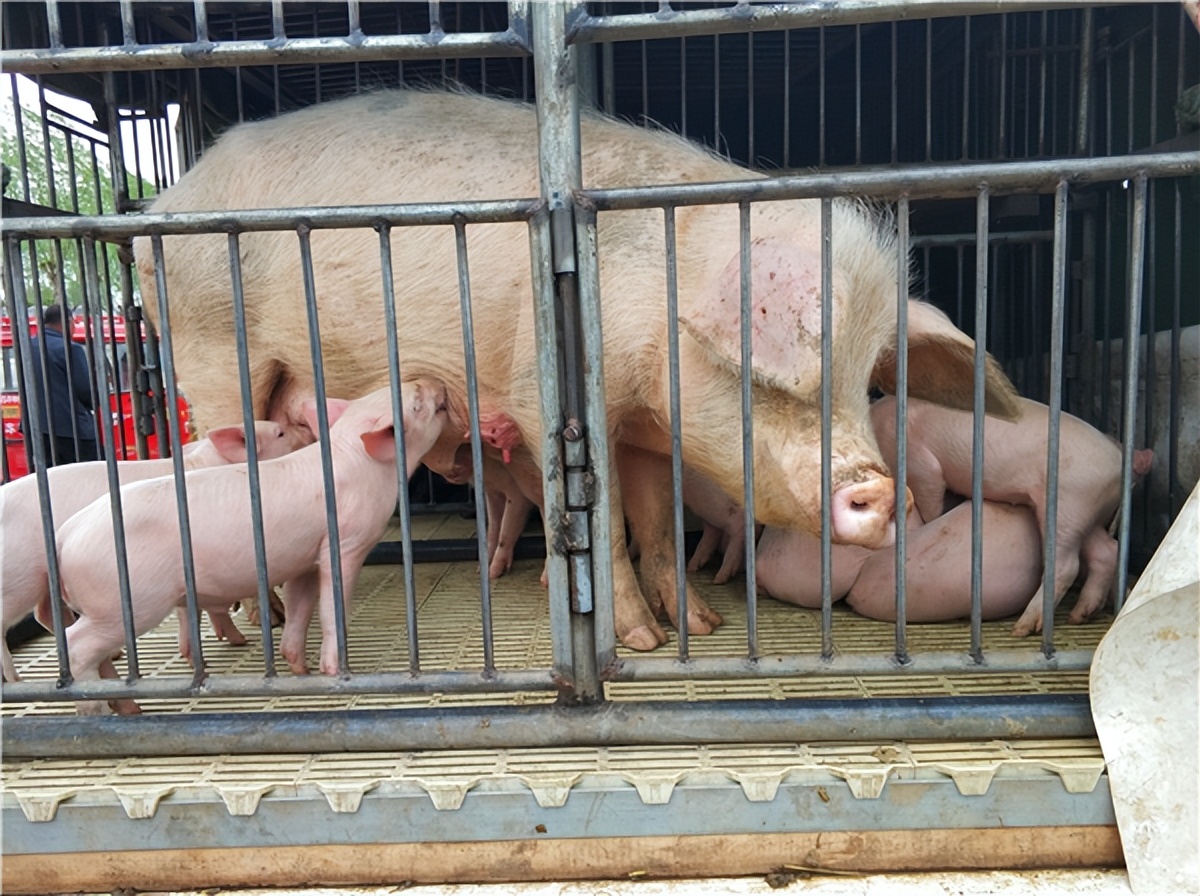 养好母猪怎么做保健,养好母猪的十大方法