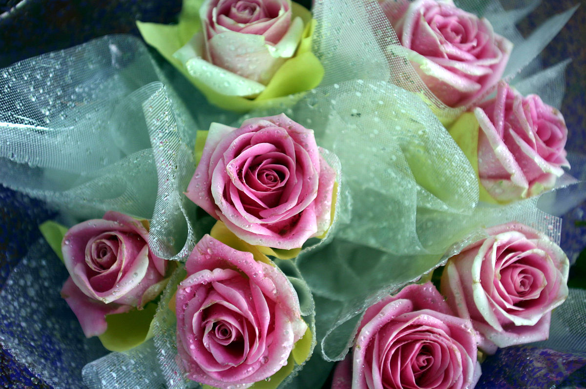 玫瑰花数量少了与实际的不符,玫瑰花买多少朵各有什么寓意