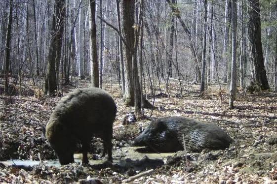 遇到野猪装死有用吗,遇到野猪需要装死吗