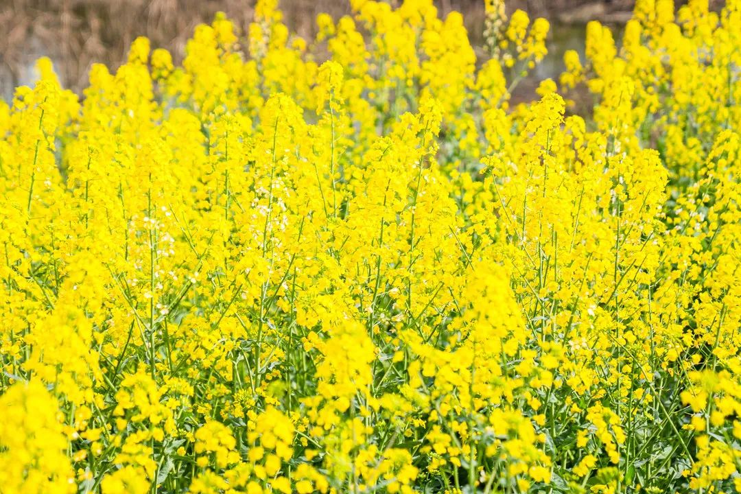 鄂州市泽林镇最新消息,鄂城区泽林镇泽林街