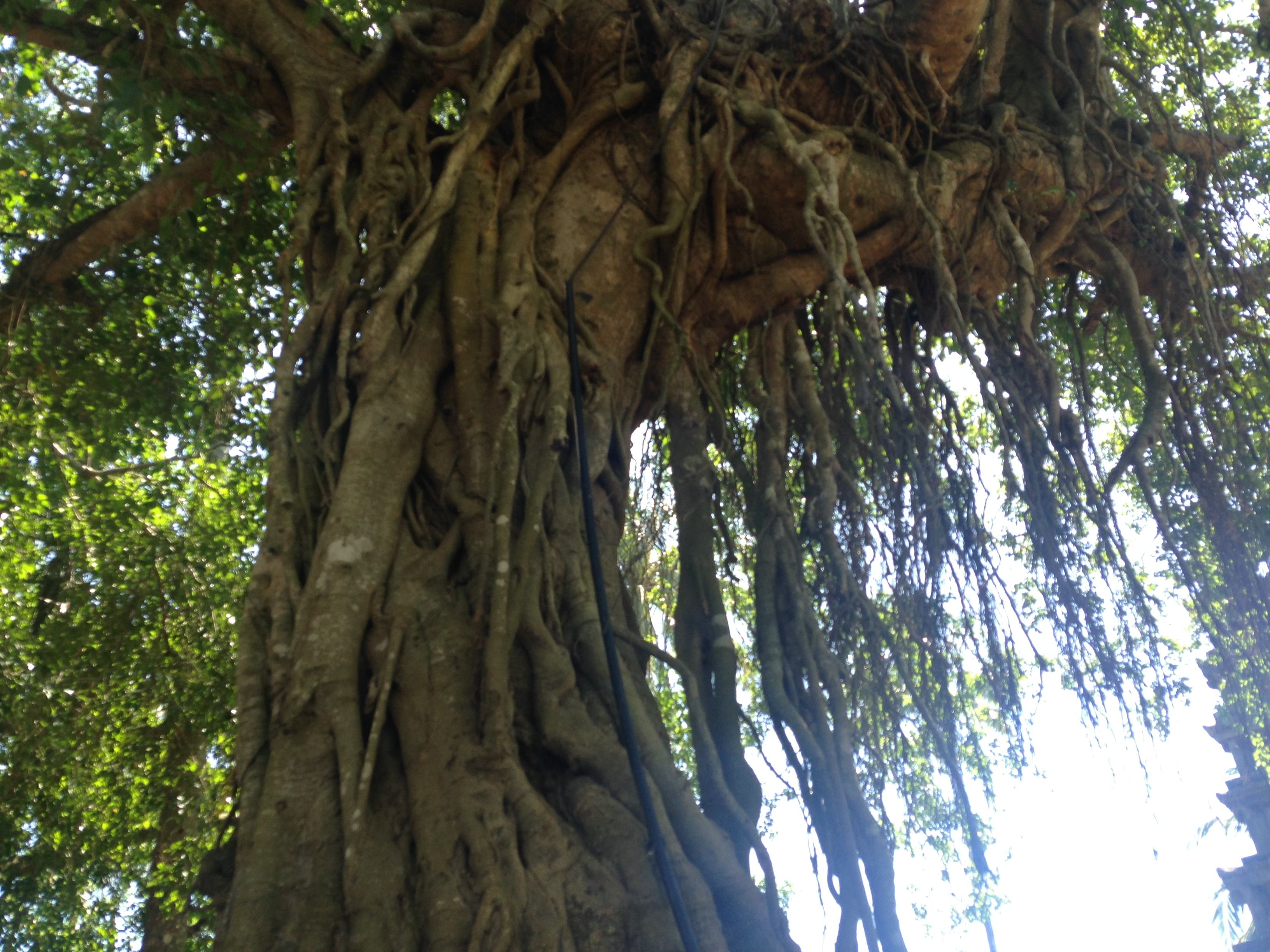 中国远征军野人山看见白骨,中国远征军真实历史