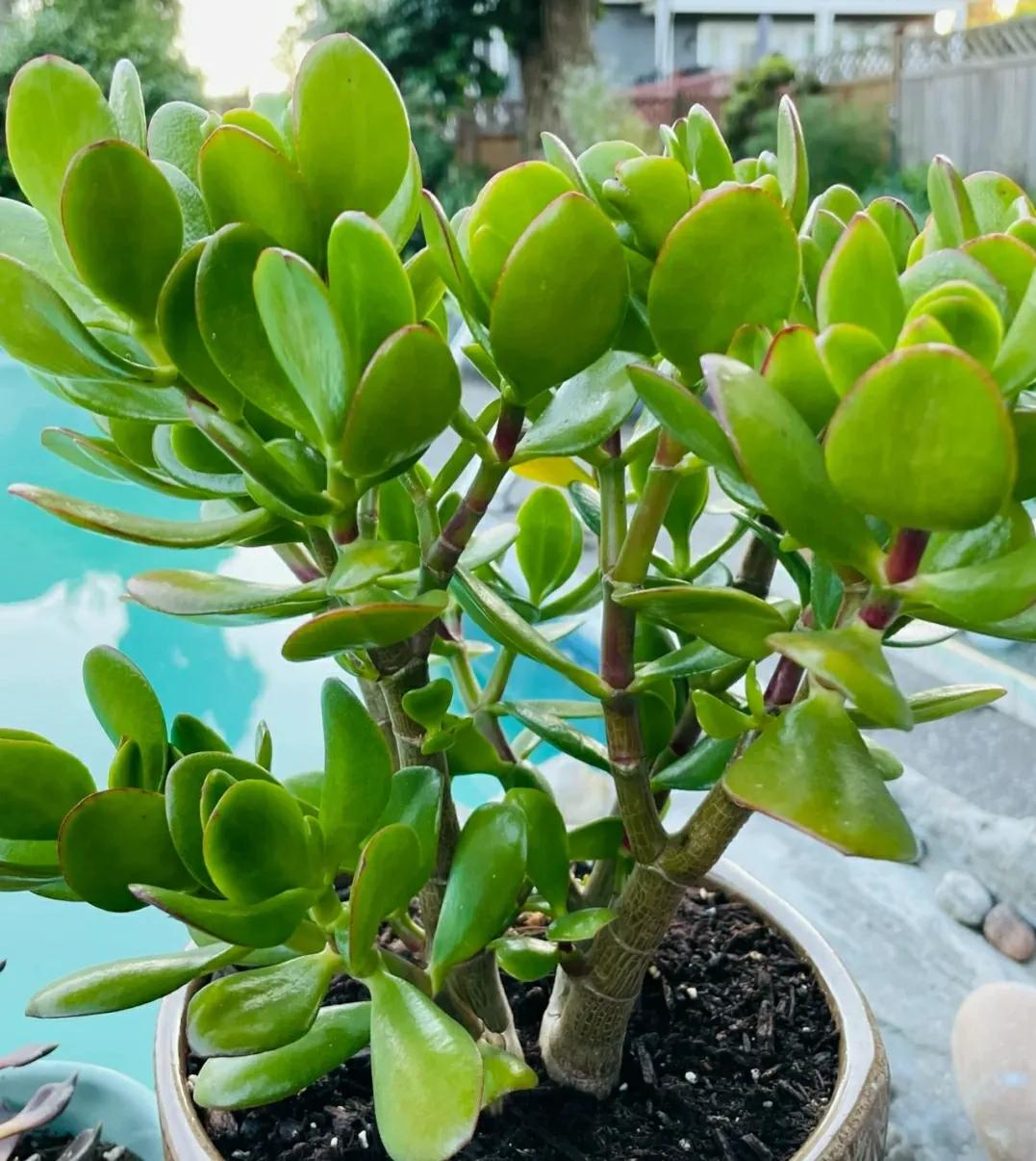 干枯掉落的玉树怎么修剪,给玉树修枝