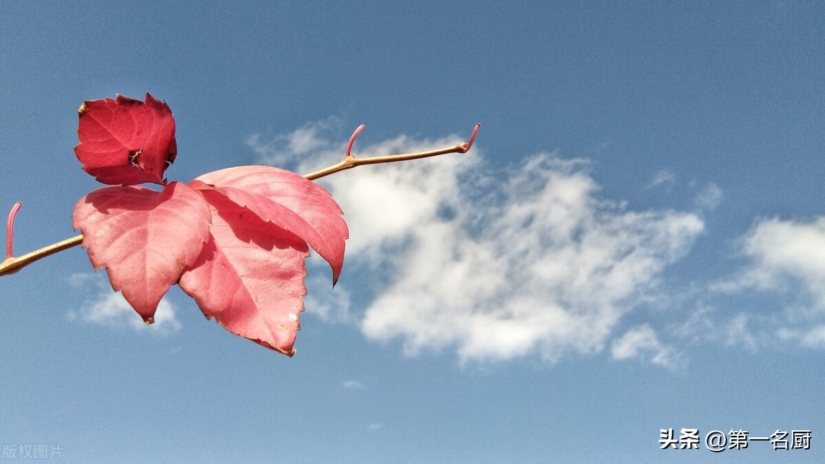 夏天肝火旺吃什么菜最好,湿热肝火旺吃什么菜