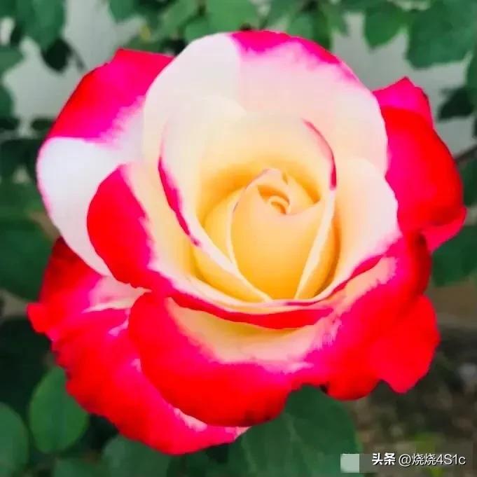 月季花开姹紫嫣红争奇斗艳,月季花开了千姿百态美不胜收