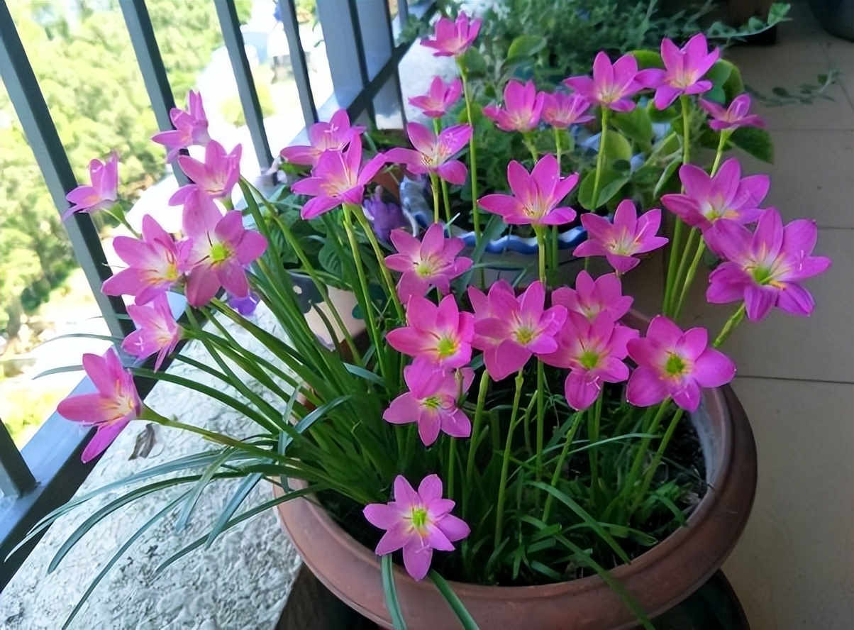 哪些花盆栽能吸甲醛呢图片,种什么盆栽能吸甲醛