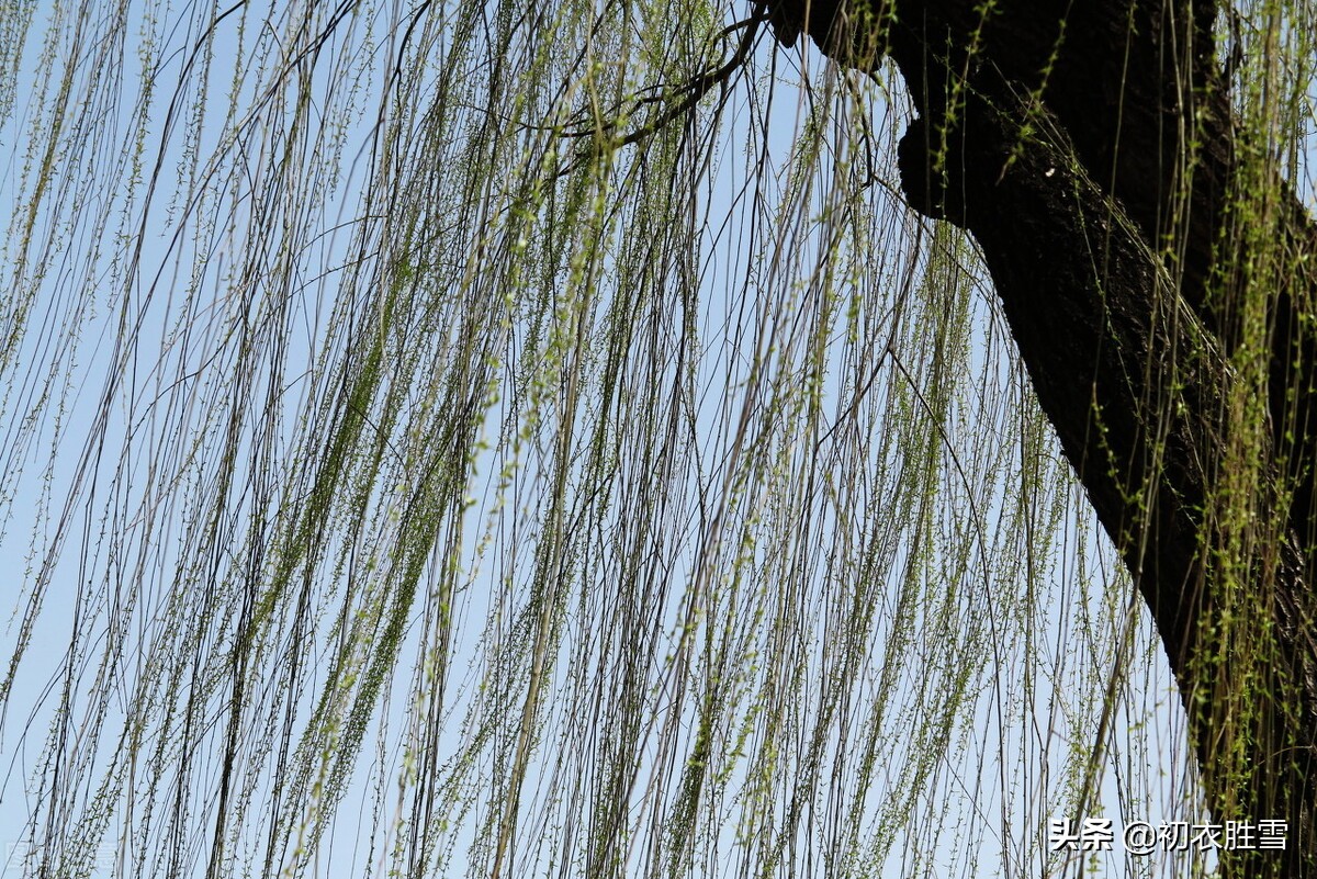 感慨新年的诗句,关于新年感怀的七绝诗