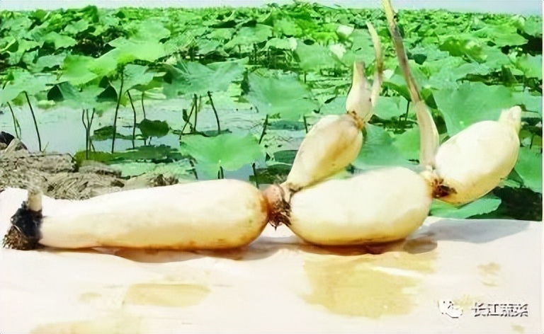 莲藕病害一览表,莲藕的营养价值及病虫害防治