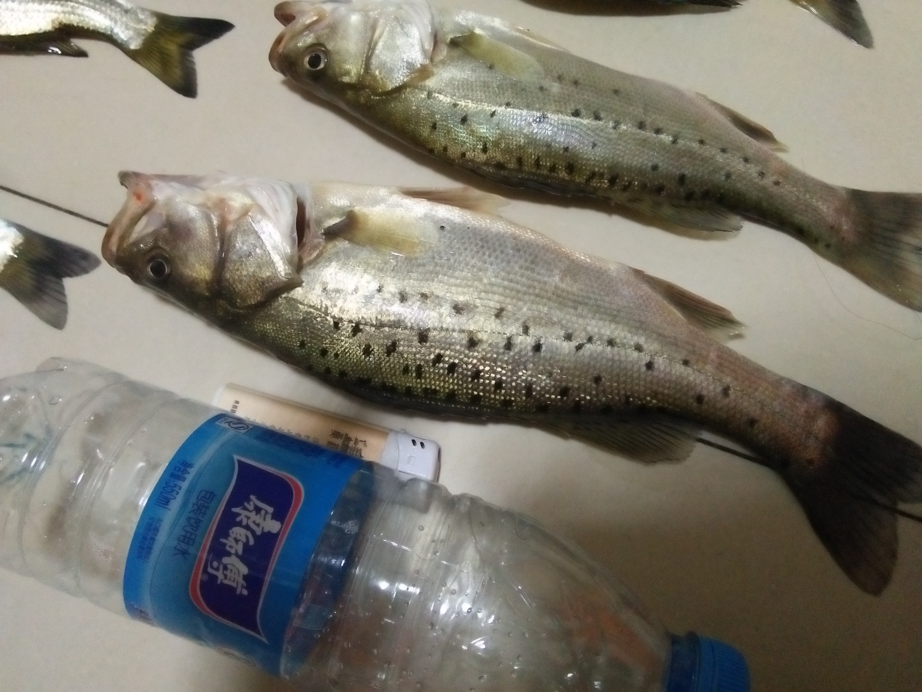 近海钓海鱼技巧,淡水海鲈怎么钓和找位置