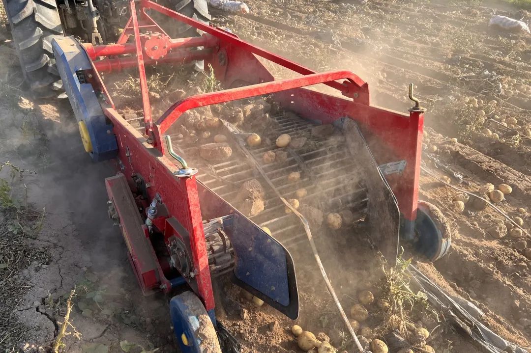 内蒙古包头固阳马铃薯基地,包头市固阳县红泥井合作社