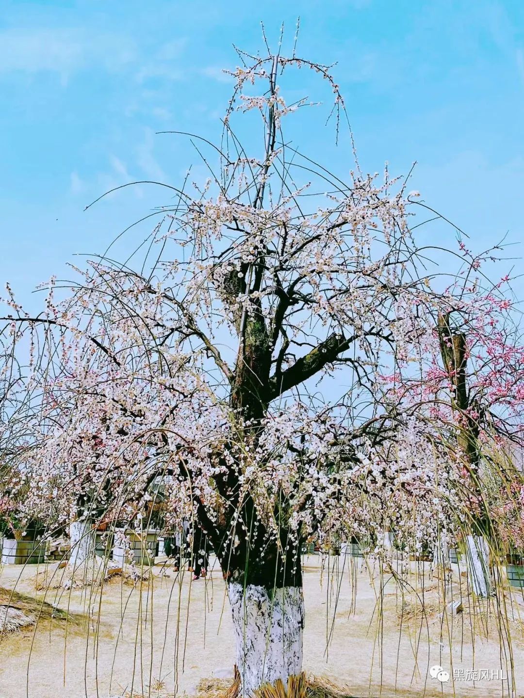 上海莘庄赏梅,新年莘庄梅园赏梅