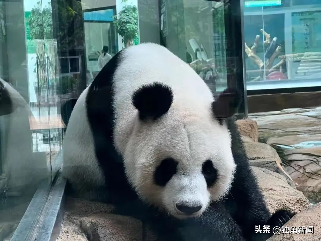 奥运冠军之城鞍山,鞍山获奥运冠军之城奖杯