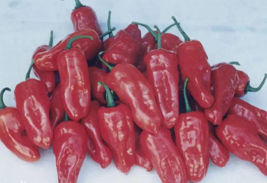 中国辣王李永志喝白酒,辣王李永志吃辣椒肠胃受得了吗