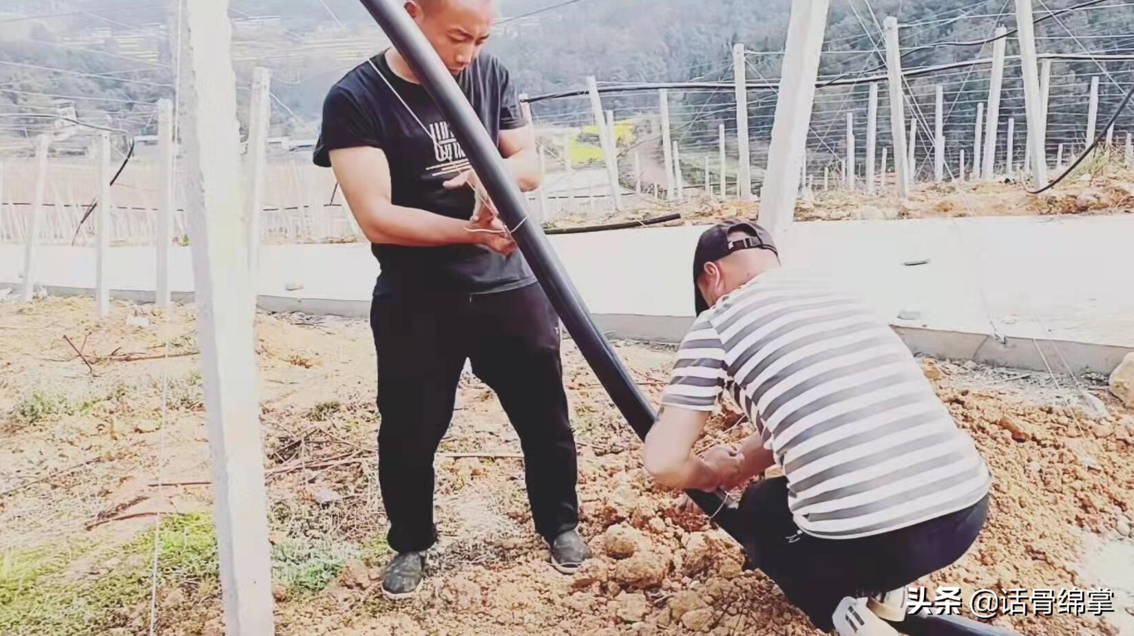 保障用电远水也能解近渴北川70亩猕猴桃幼苗“喝上水”