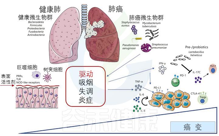 人体微生物分布,人体微生物菌群