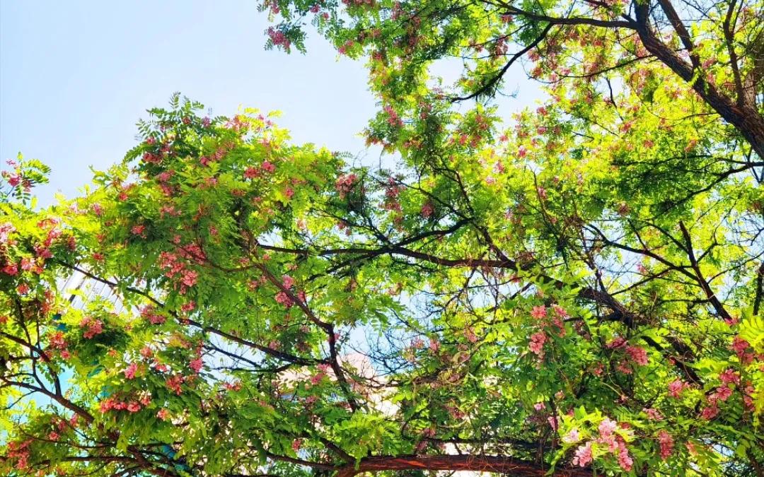 忆老家那棵洋槐树洋槐花盛开阵阵扑鼻香