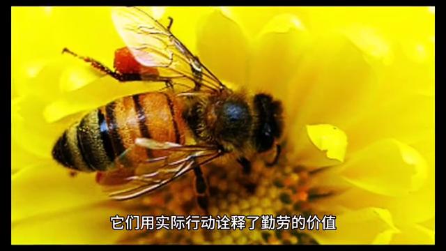 勤劳的小蜜蜂儿歌,勤劳的小蜜蜂句子