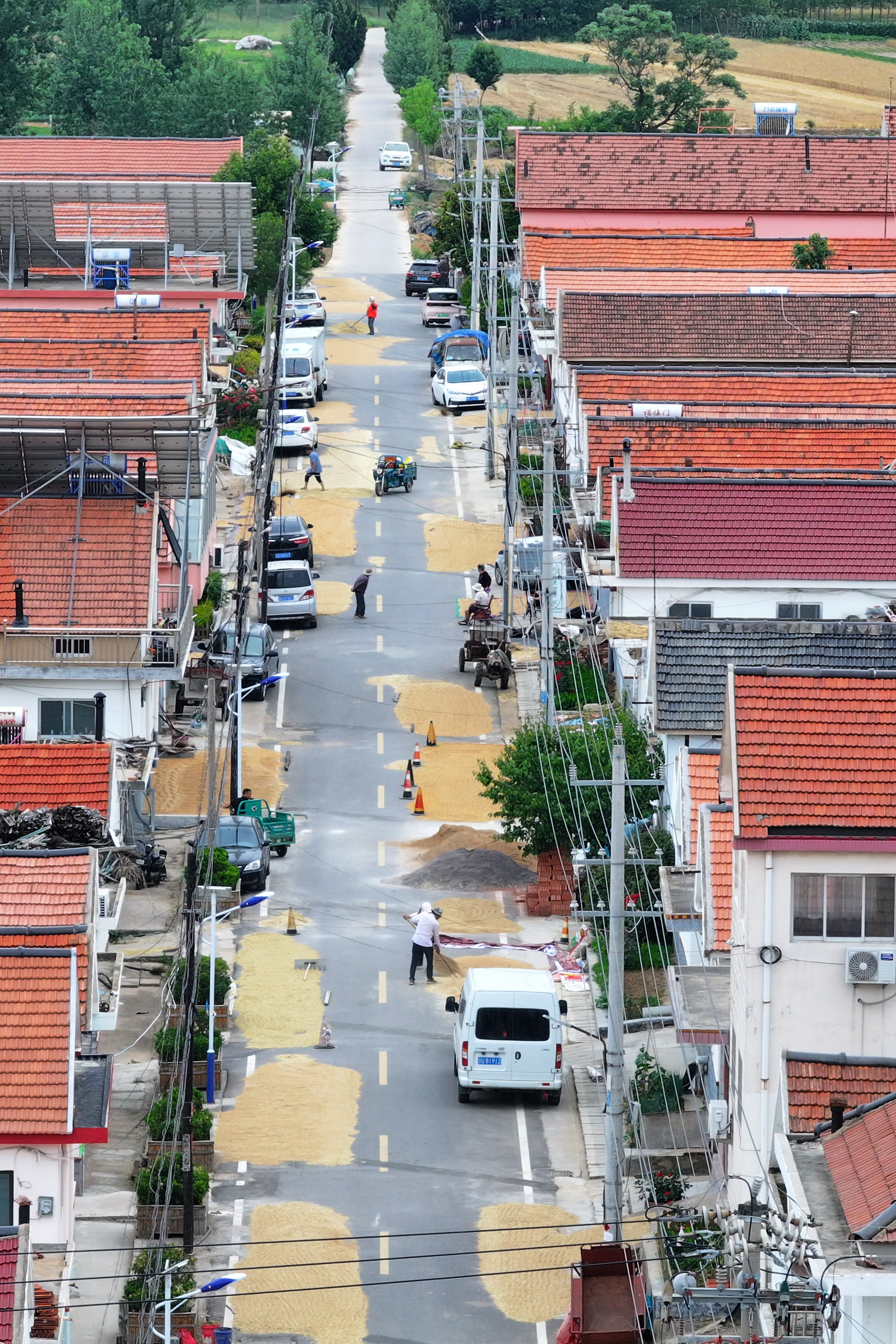 小麦丰收的画卷在错水河畔铺展，徐村麦浪滚滚，“丰”景如画