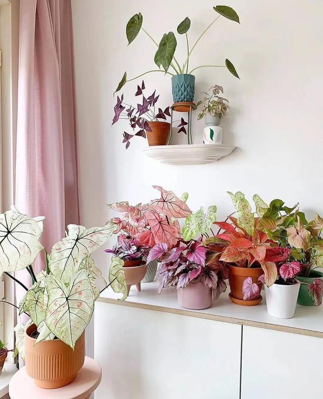 适合养在客厅好养活的绿植,十大最好养的客厅大绿植