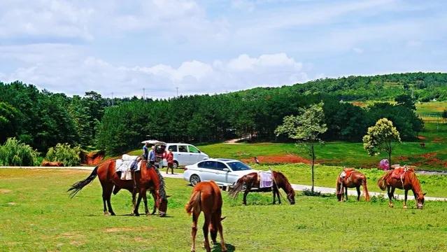 云南蒙古族从哪里来,云南为什么蒙古族多