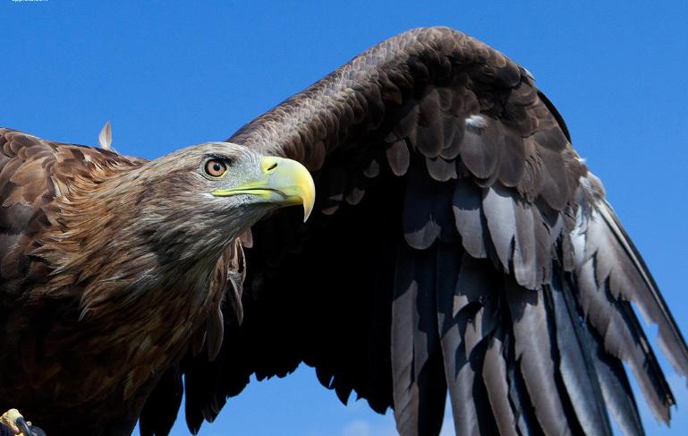 吐蕃王朝松赞干布有多名将军,松赞干布最厉害的将军