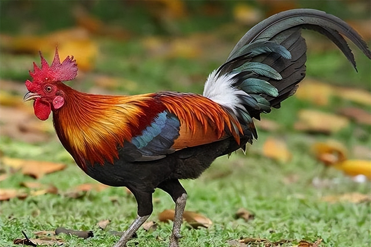 农村灵异故事之黄鼠狼,农村灵异鬼怪故事