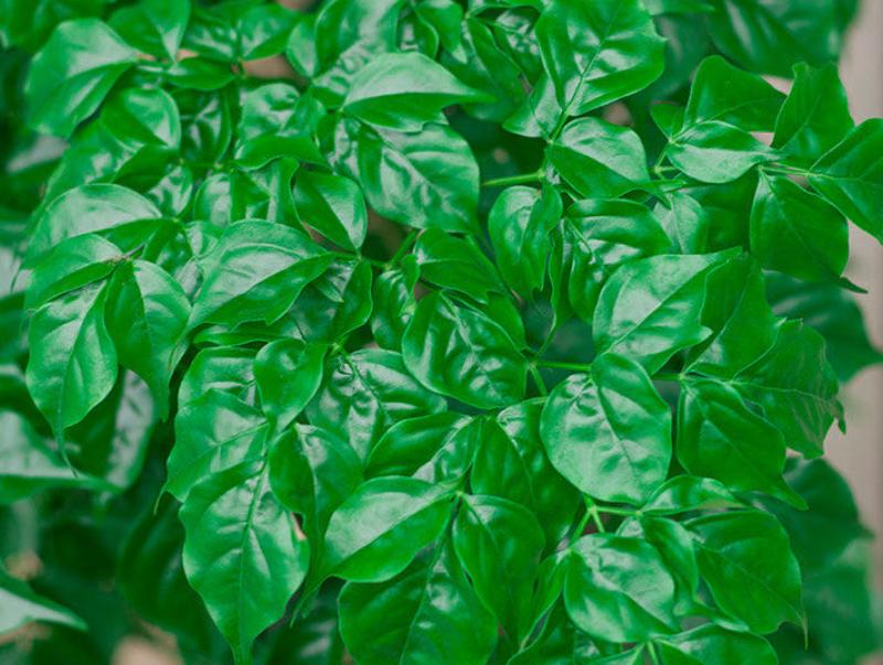 室内最好养的大型绿植发财树,发财树十种养不死的室内大型绿植