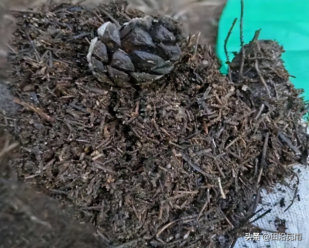 松树盆景土配制方法,黄杨盆景土配制方法