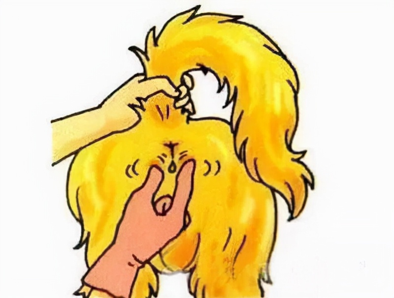 狗狗肛门腺是什么？在哪里呢？多久挤一次？不挤又会怎样？