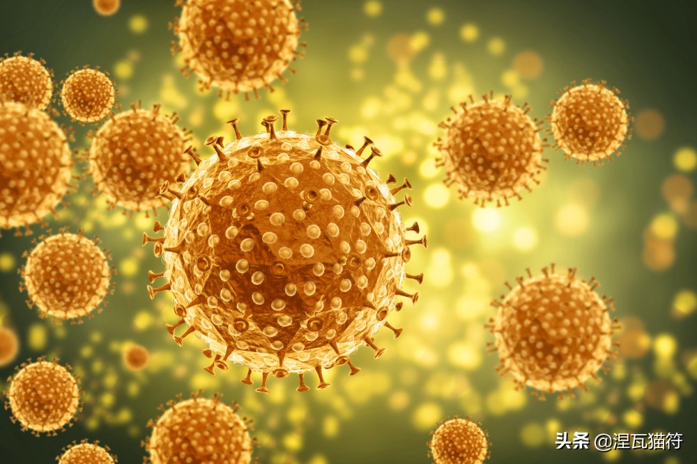 猫疱疹病毒和猫杯状病毒pcr的区别,猫咪疱疹病毒猫鼻支症状