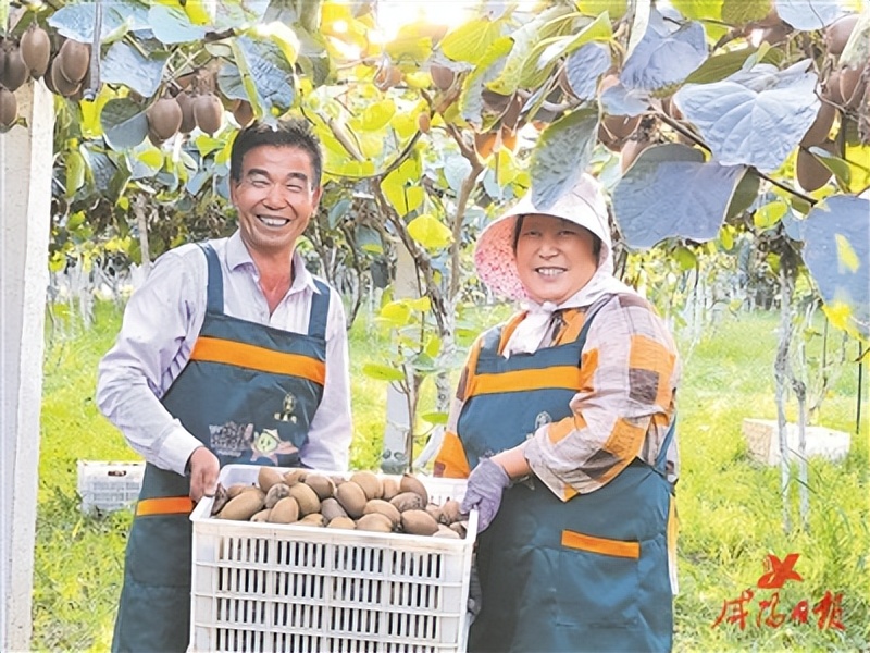 猕猴桃逆袭之路,咸阳的猕猴桃