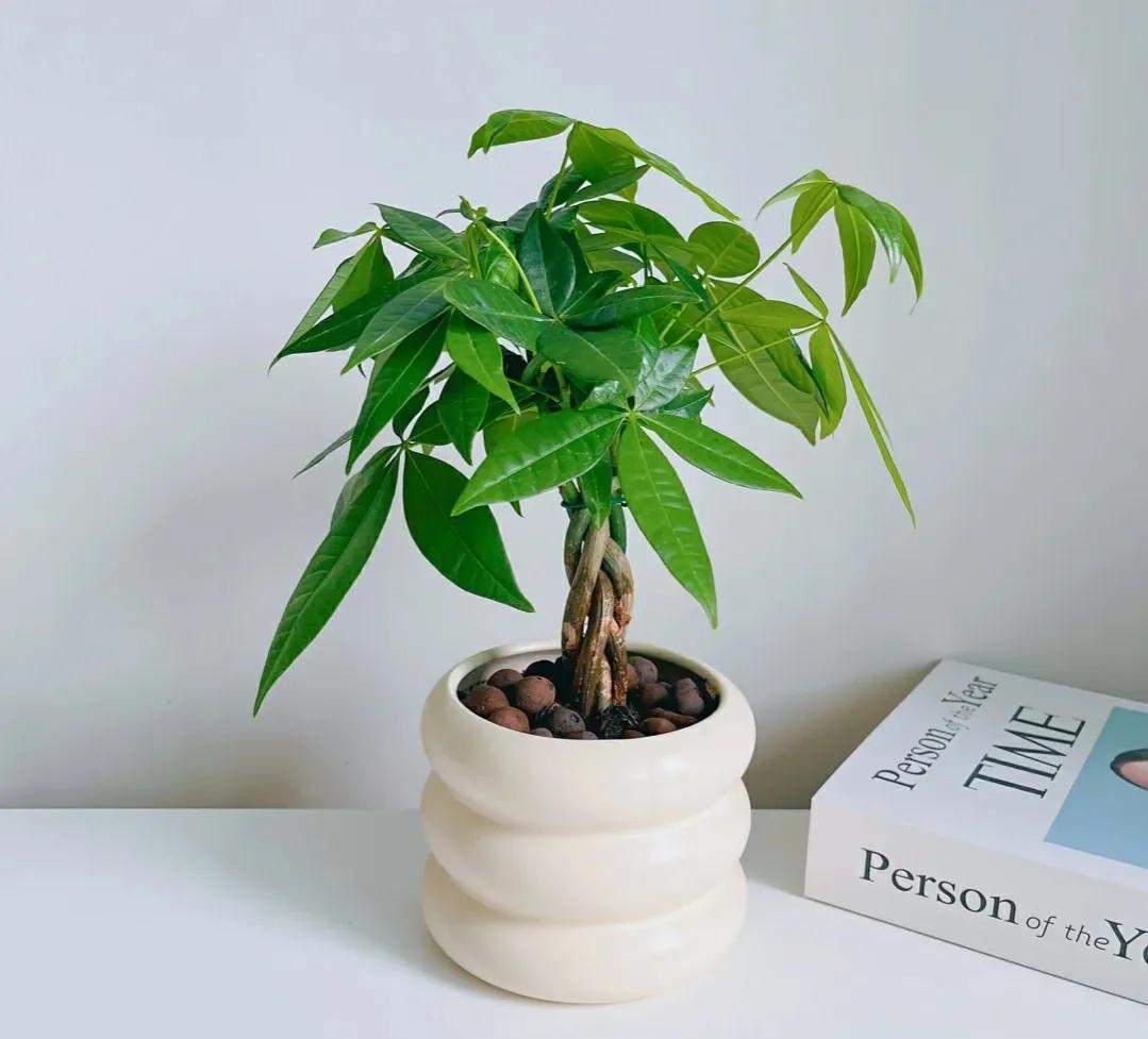 20种大毒花千万别养在家里太危险,新手这六种短命花一定要避开