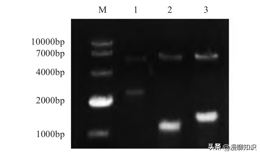 鸡沙门菌能引起鸡白痢吗,鸡白痢沙门氏菌病的研究进展