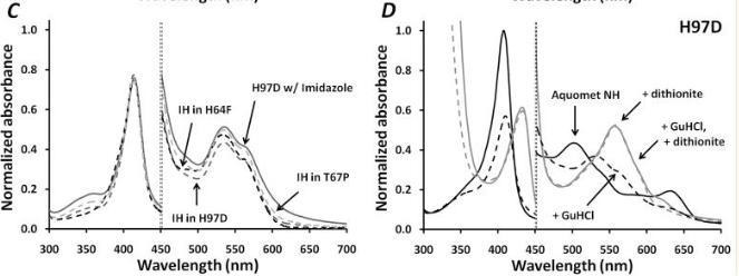 血红素蛋白结构与功能,血红素蛋白的作用效果