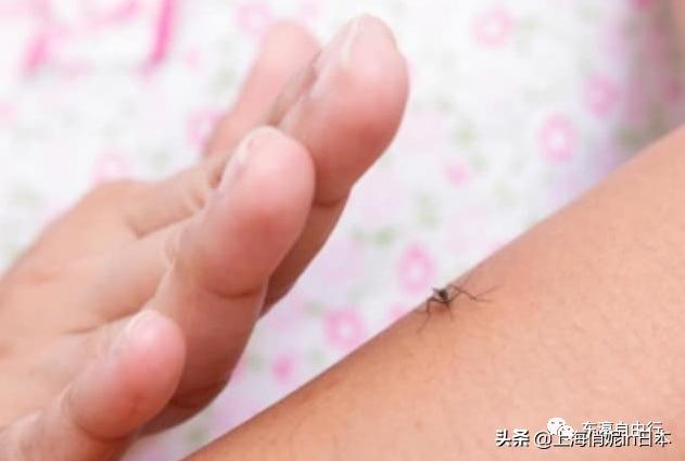 日本医院专家,日本专家谈蚊子