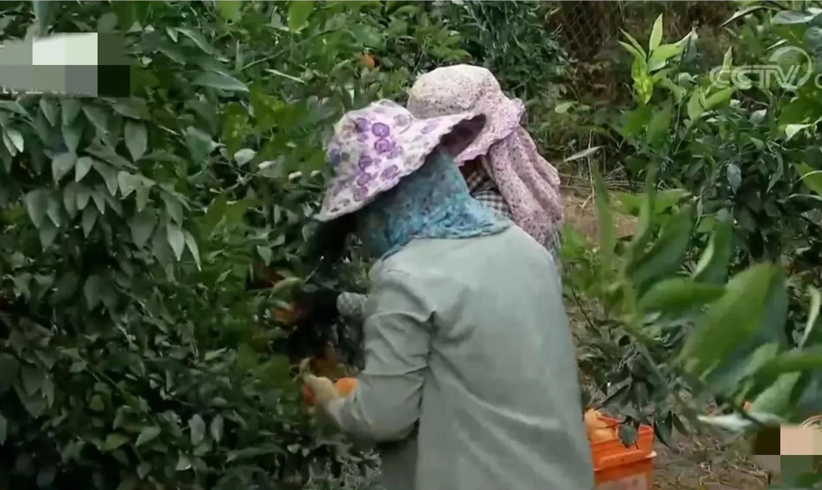 鎵垮寘鑽掑北鐪熷疄鎯呭喌,鑽掑北鑽掑湴鍒╃敤鑷村瘜