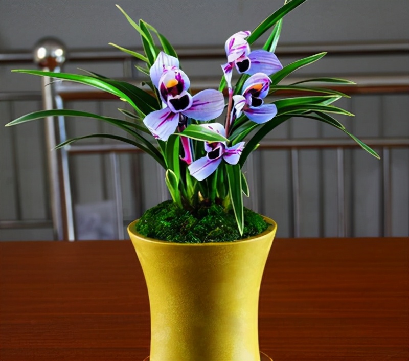 容易养的香气浓郁的兰花,开花多且香的兰花推荐