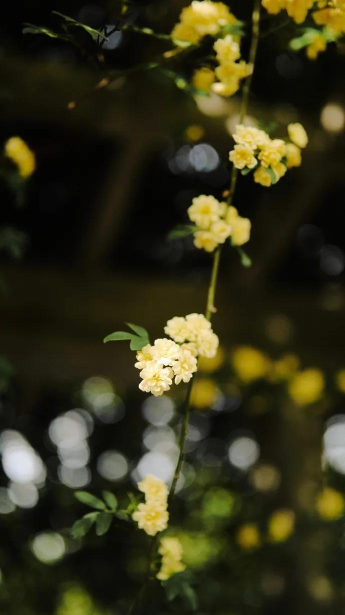 黄色系花朵壁纸,白色郁金香花田壁纸