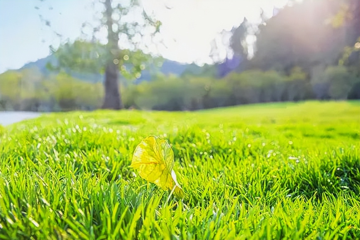 考你个问题，草坪可以踩吗？