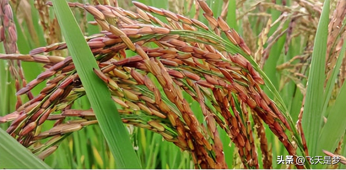 人工合成黄金米,黄金米是什么合成的能吃吗