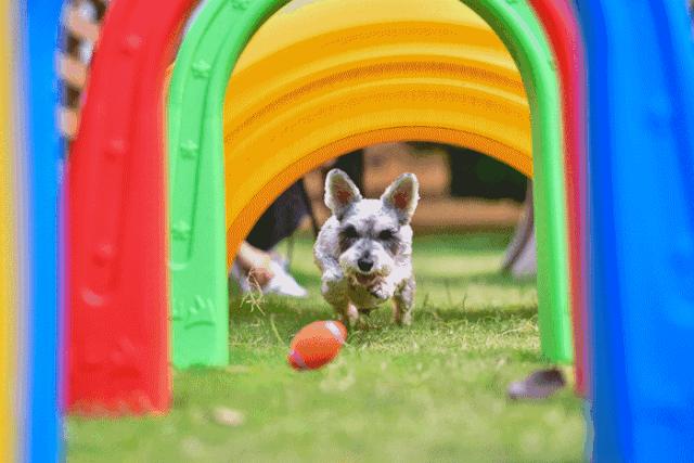 魔都宠物天地,魔都周边宠物友好景区