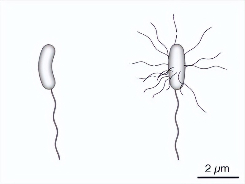 武大霍乱，责任全在美方？