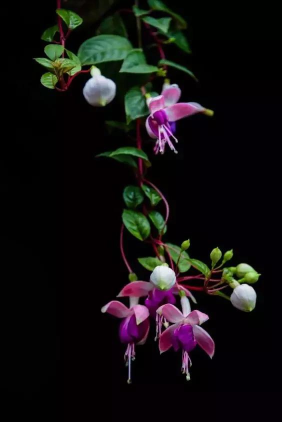 美丽的花倒挂金钟,美丽的倒挂金钟花图片