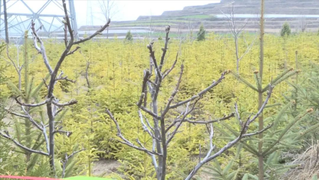 龙泉山庄好景色,陇西碧岩龙泉山庄