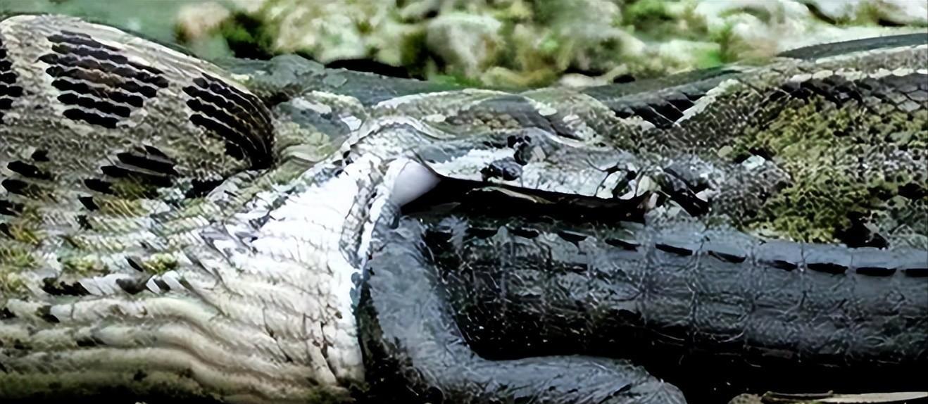 美洲豹捕杀鳄鱼为什么咬背部脖子,美洲豹捕杀鳄鱼压住鳄鱼