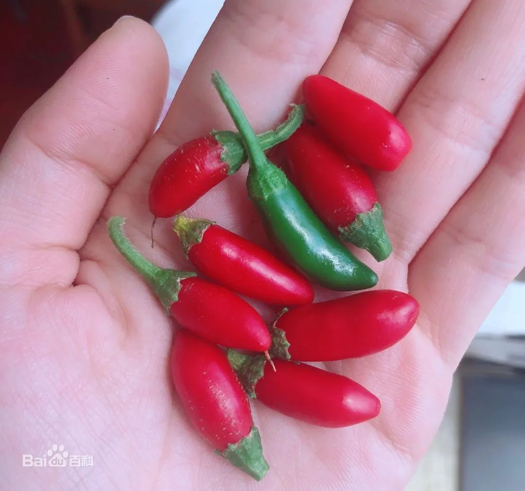 最辣的辣椒全球,全球超辣辣椒