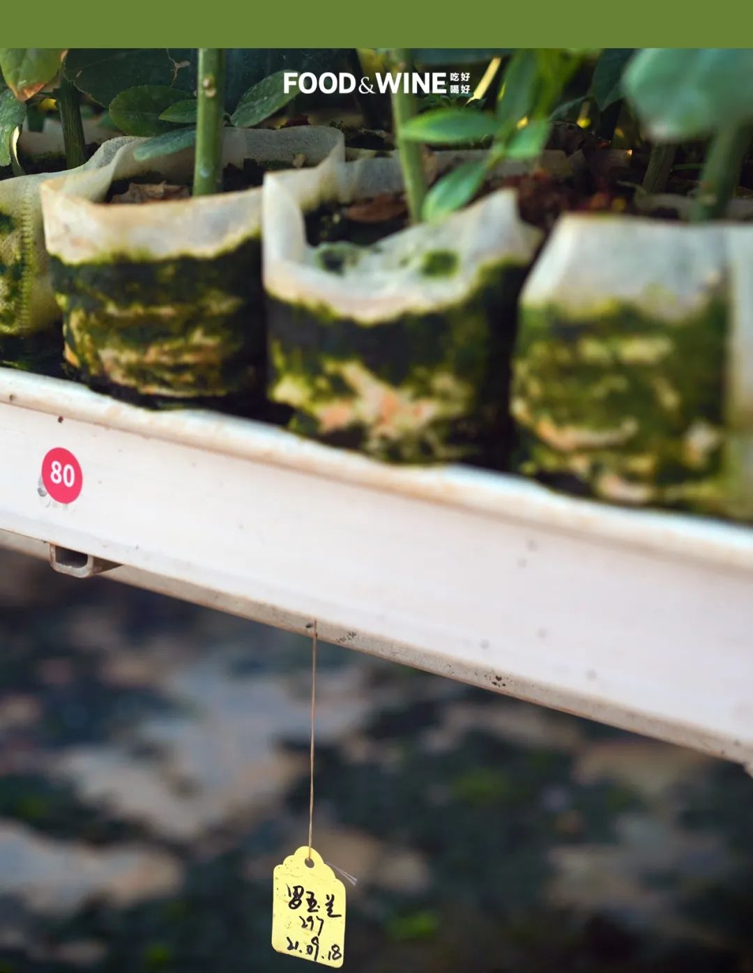 3元一斤的广东香水柠檬,香水柠檬6元一斤