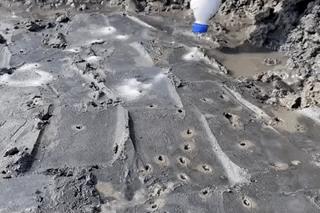 山东必吃海鲜盘点,山东十大特色海鲜