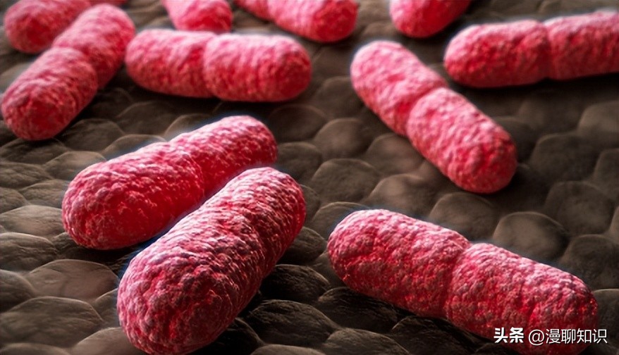 大肠杆菌的结构名称,大肠杆菌菌株基因型